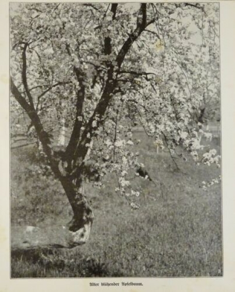 1917 - alter Druck - Alter blühender Apfelbaum